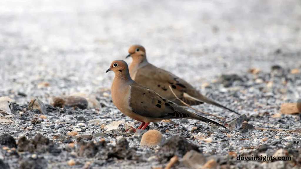 How long can a dove live