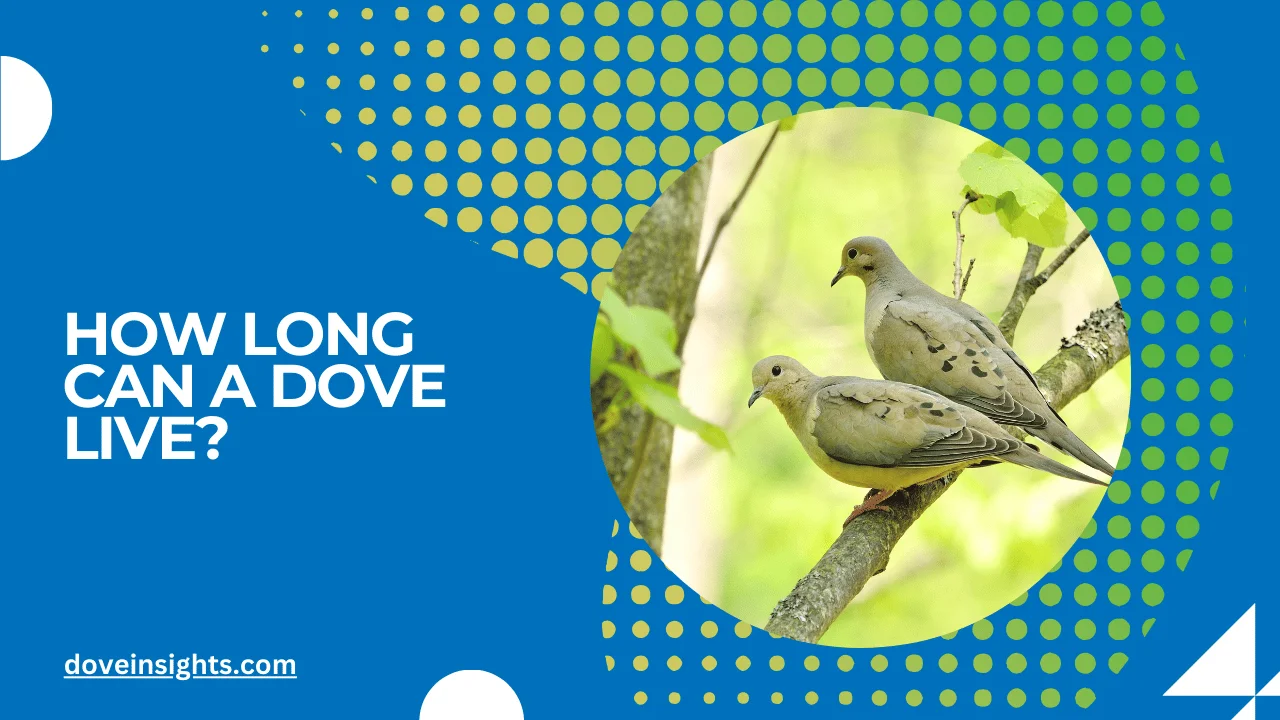 How long can a dove live