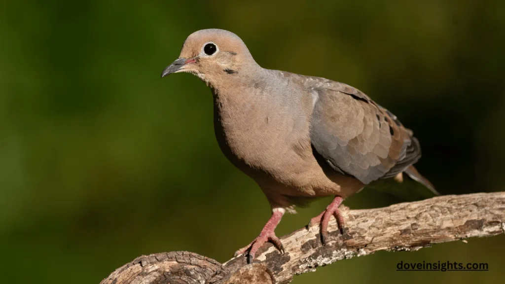 What does a mourning dove sound like