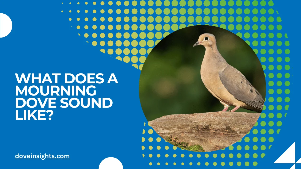 What does a mourning dove sound like