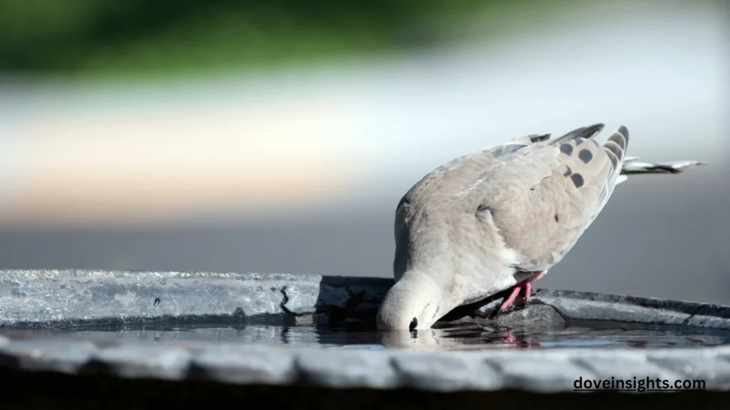 What does a mourning dove symbolize