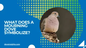 What does a mourning dove symbolize