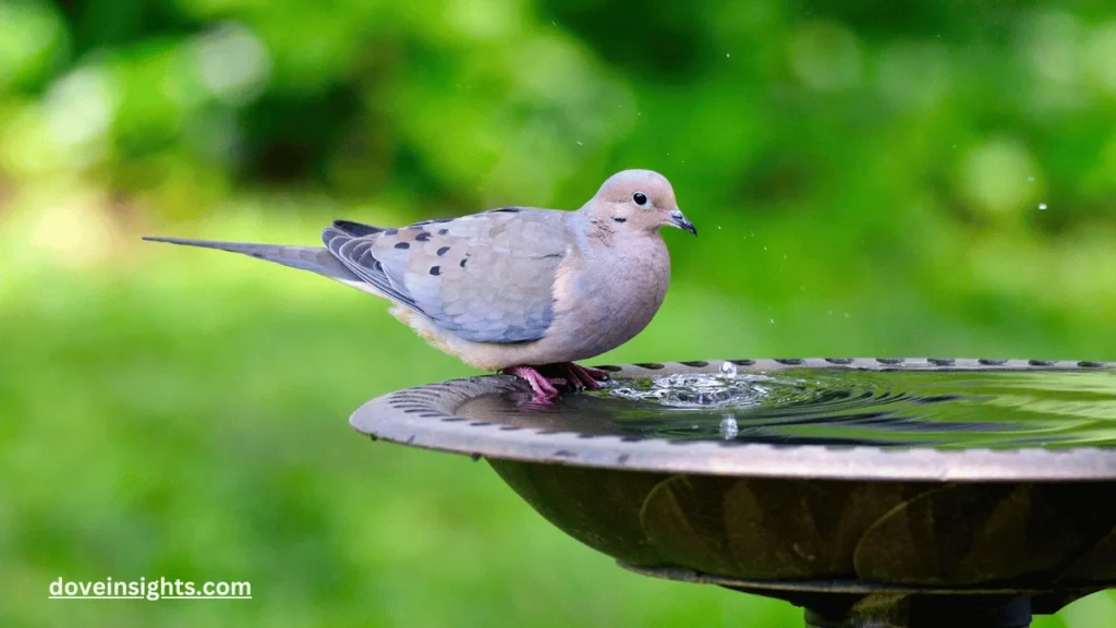 What is a group of doves called