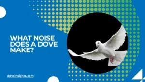 What noise does a dove make