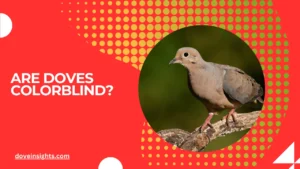 Are doves colorblind