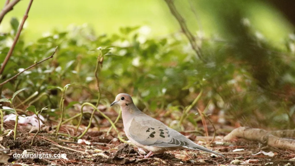 Are doves extinct