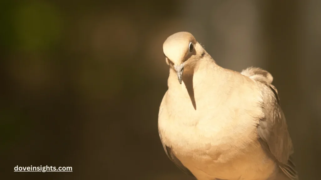 Are mourning doves aggressive