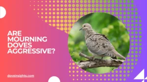 Are mourning doves aggressive