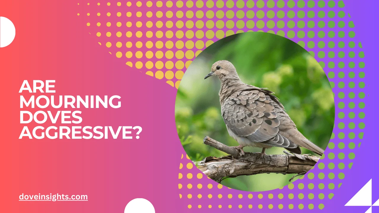 Are Mourning Doves Aggressive? (Explained)