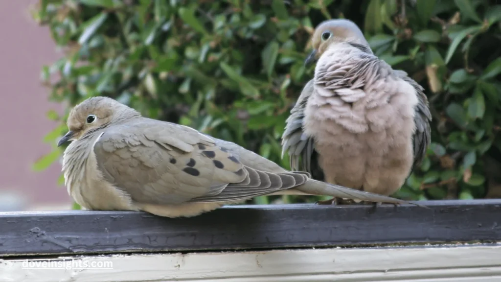 Are mourning doves domesticated