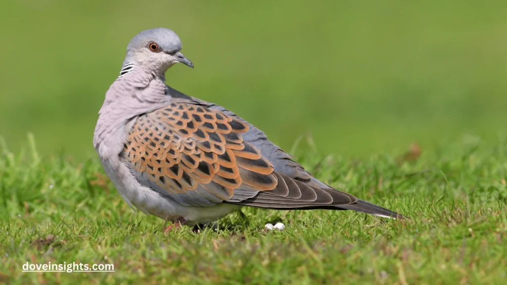 Are mourning doves friendly