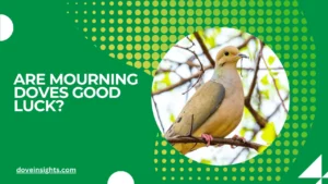 Are mourning doves good luck