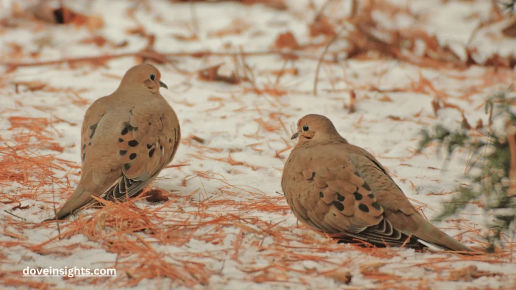 Are mourning doves good luck