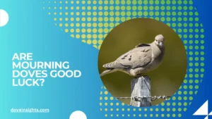 Are mourning doves good luck?