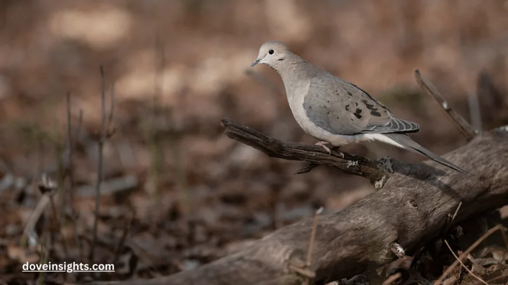 Are mourning doves invasive