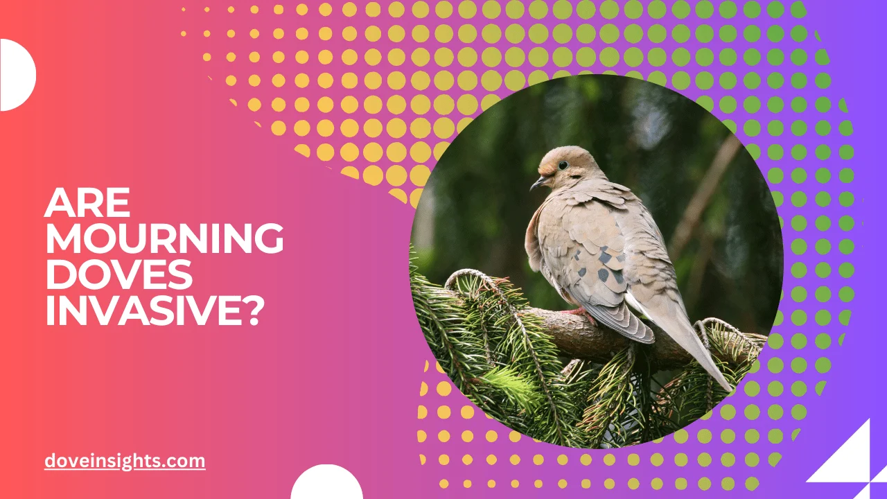 Are mourning doves invasive