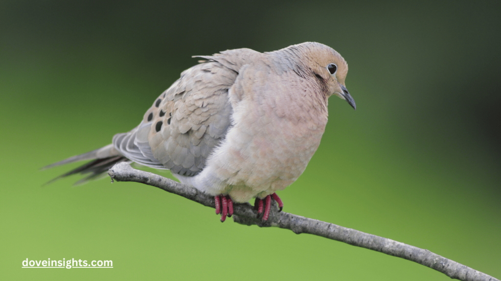 Are mourning doves native to north america