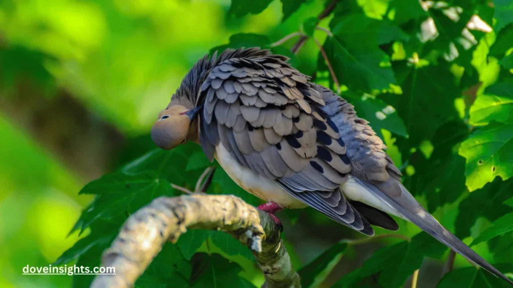 Are mourning doves protected