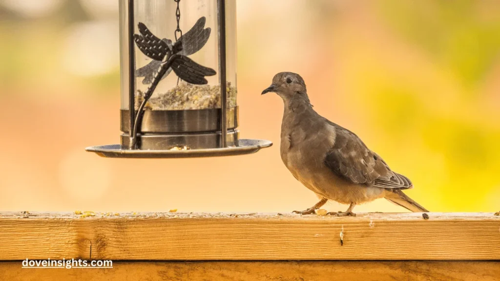 Are mourning doves related to pigeons