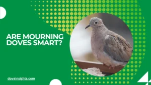 Are mourning doves smart