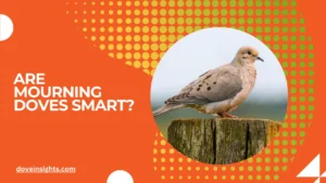 Are mourning doves smart