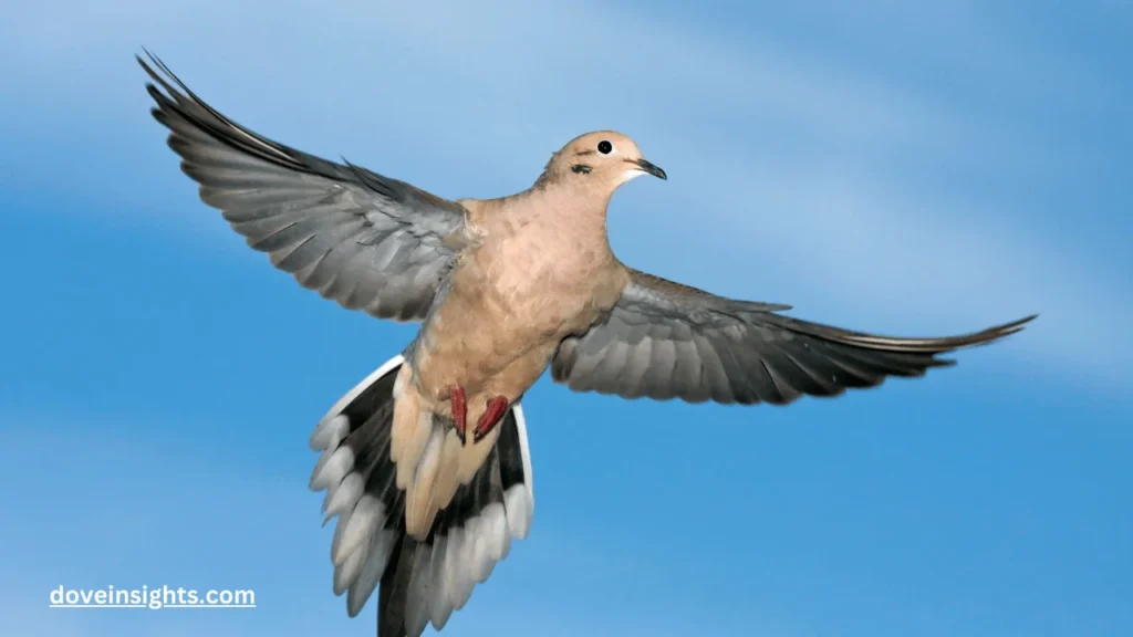 Can mourning doves be pets?