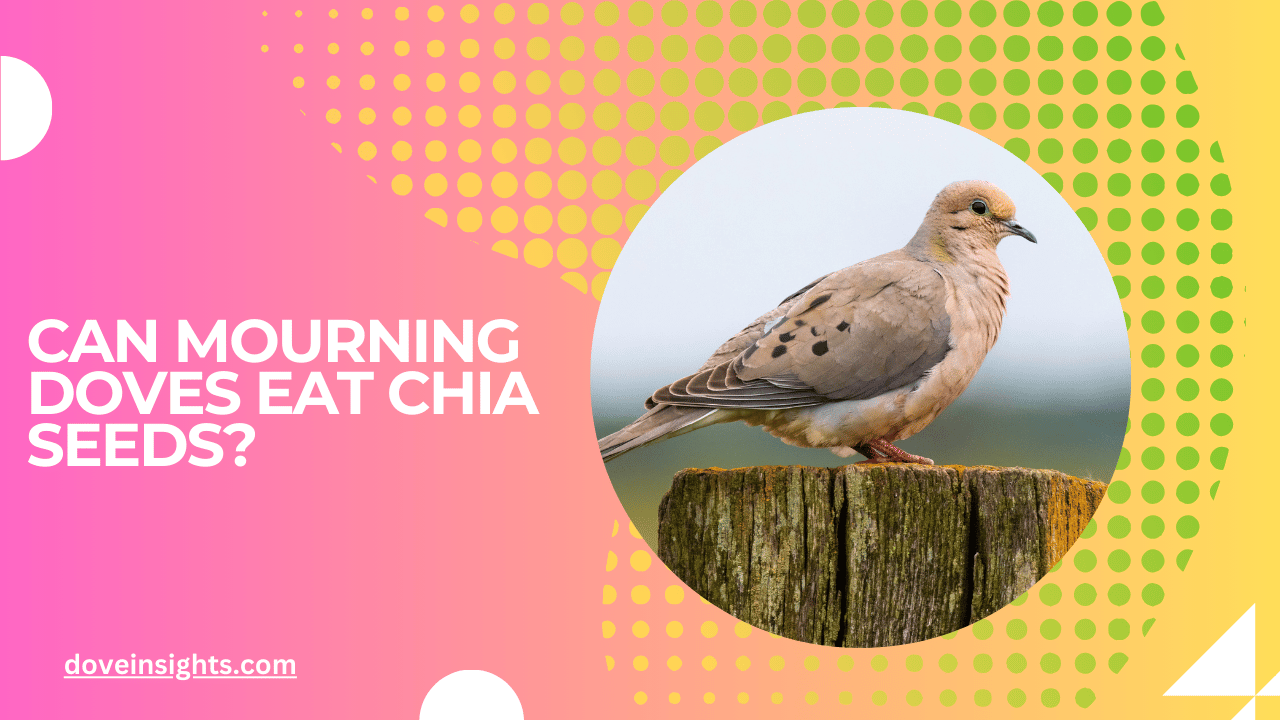 Can mourning doves eat chia seeds