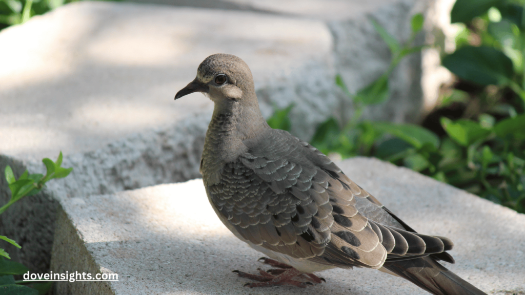 Can mourning doves move their eggs