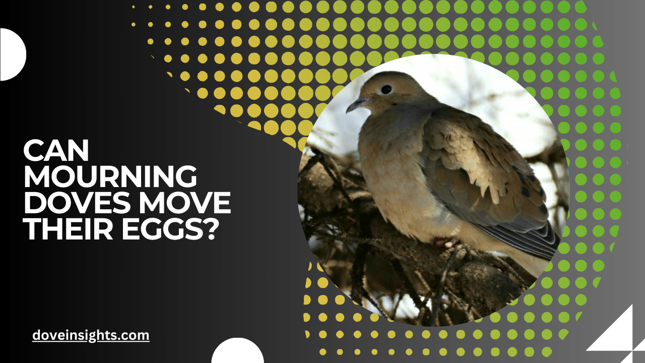 Can mourning doves move their eggs