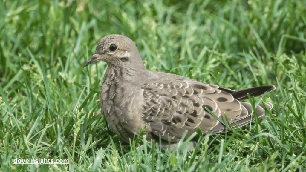 Can mourning doves smell