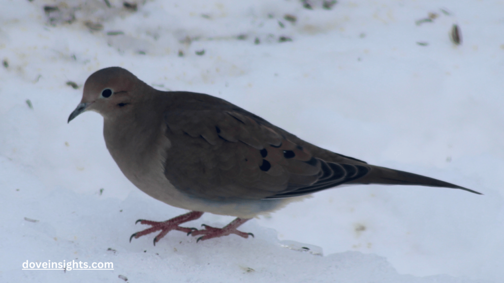 Can you move a mourning dove nest