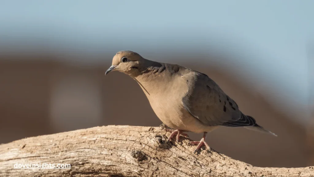 Do birds mourn the loss of their nest