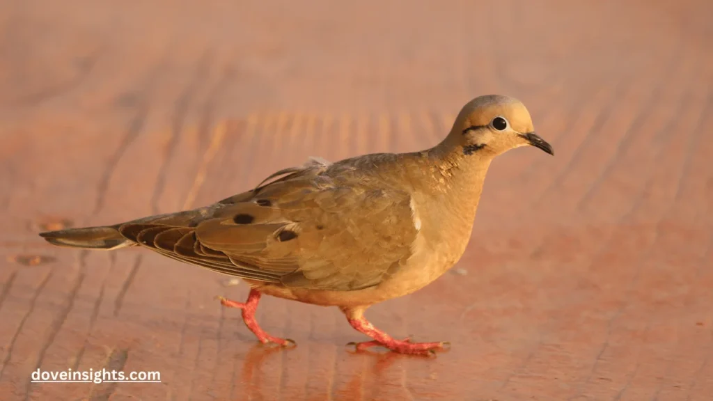 Do doves eat bugs