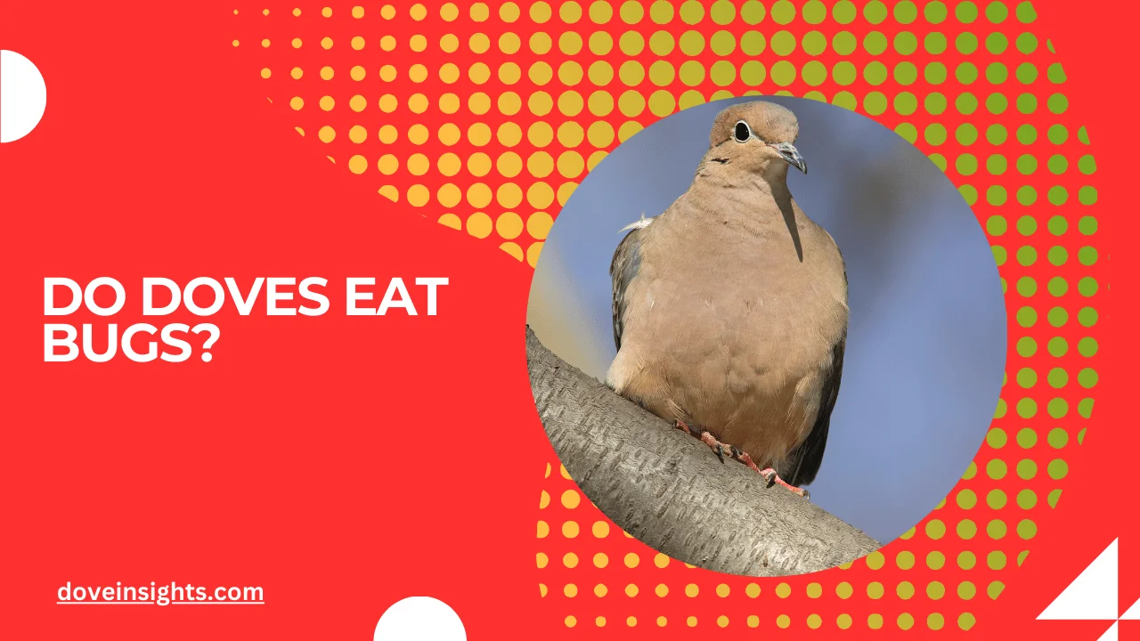 Do doves eat bugs