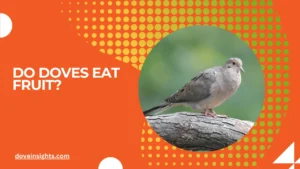 Do doves eat fruit