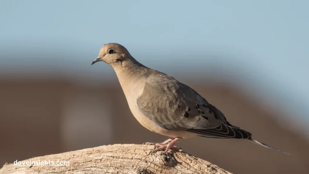 Do doves fly at night