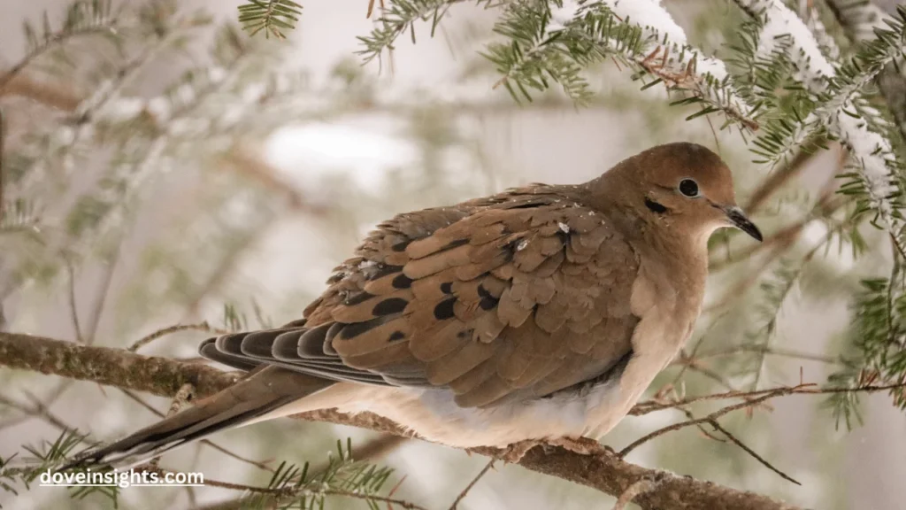 Do doves fly south for the winter