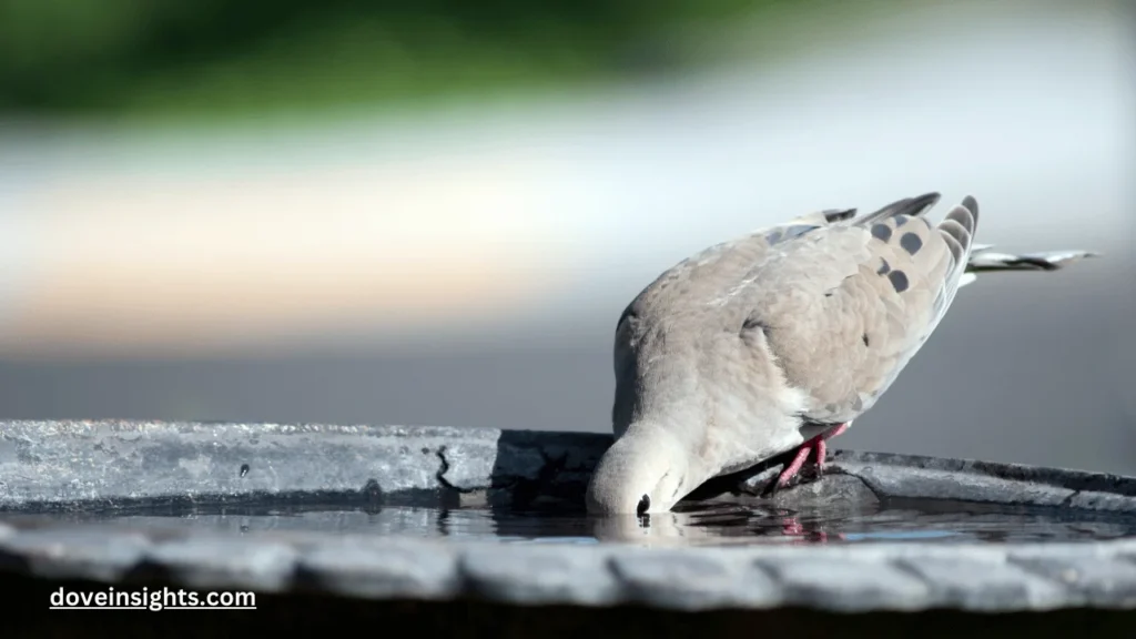 Do doves leave their babies unattended at night