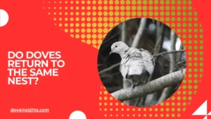 Do doves return to the same nest