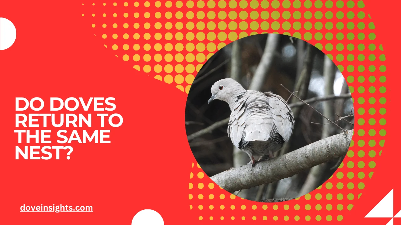 Do doves return to the same nest