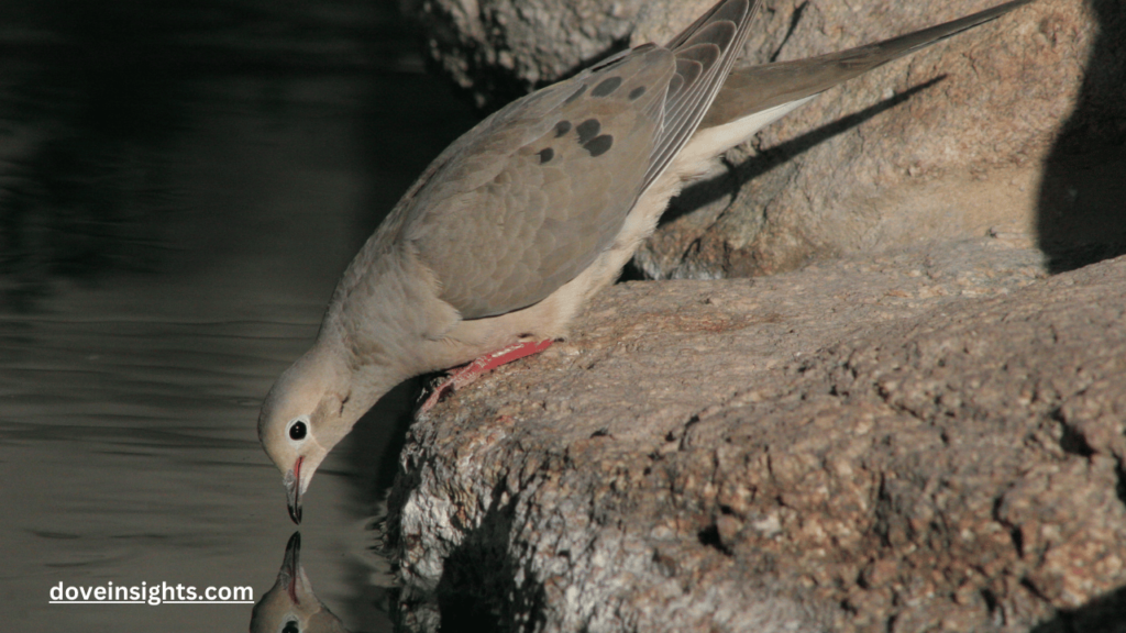 Do female doves coo