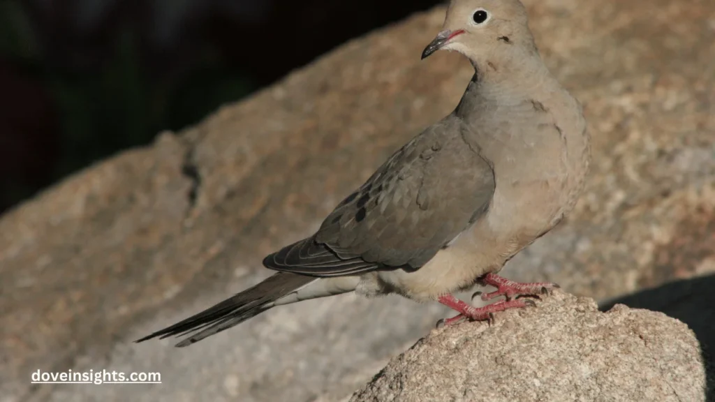 Do mourning doves coo at night