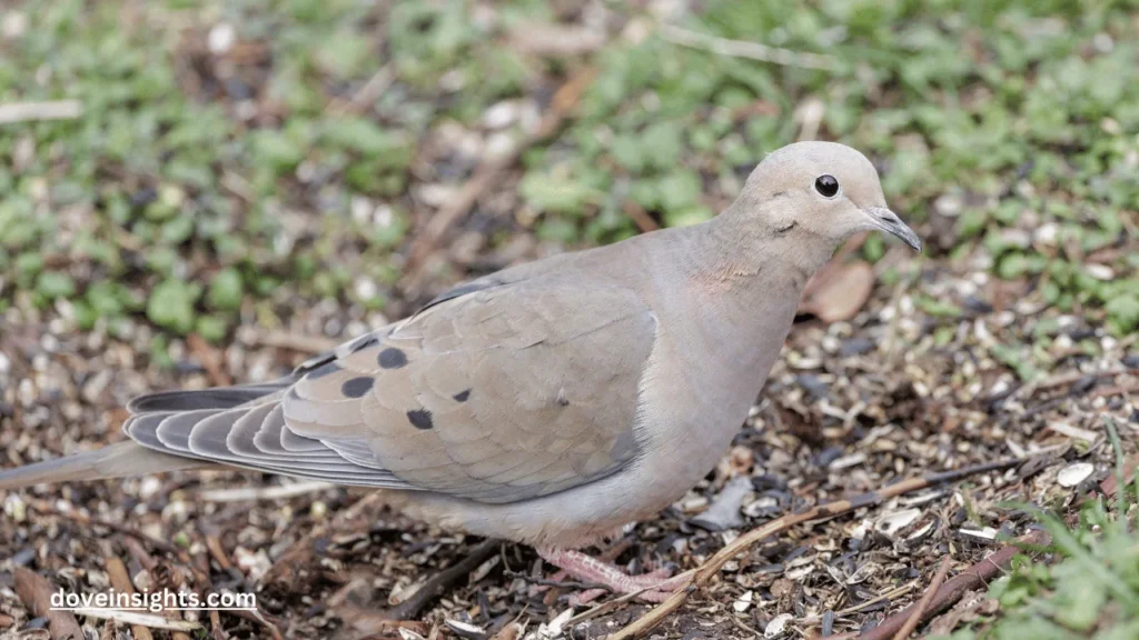 Do mourning doves eat sunflower seeds