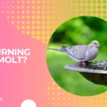 Do mourning doves molt