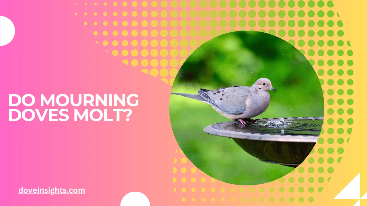 Do mourning doves molt