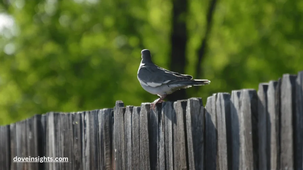 Do mourning doves steal nests