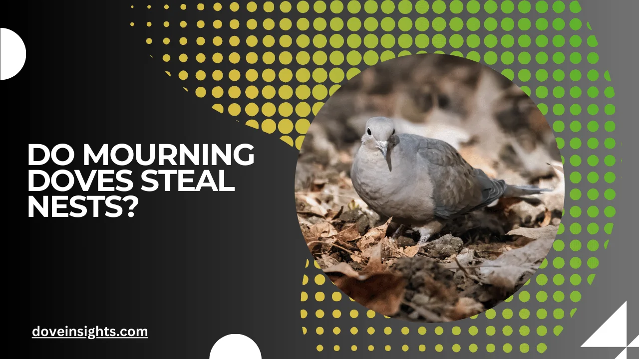 Do mourning doves steal nests? (Answered)