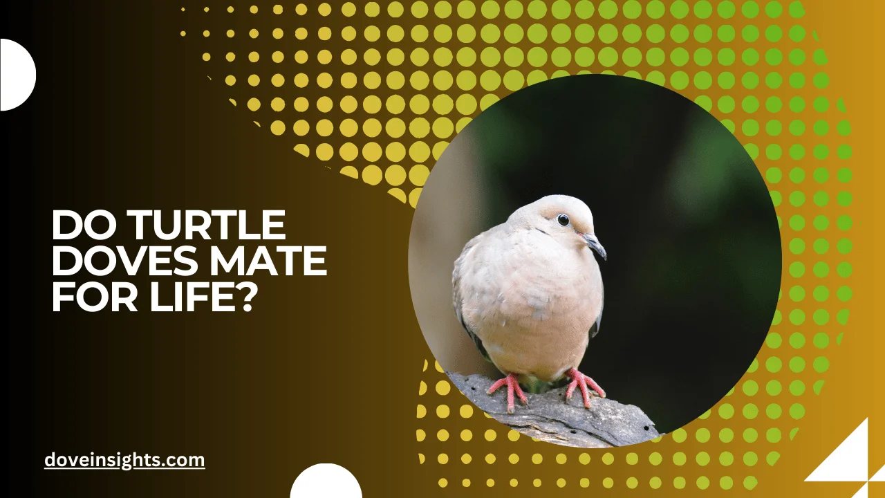 Do turtle doves mate for life