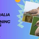 Does australia have mourning doves