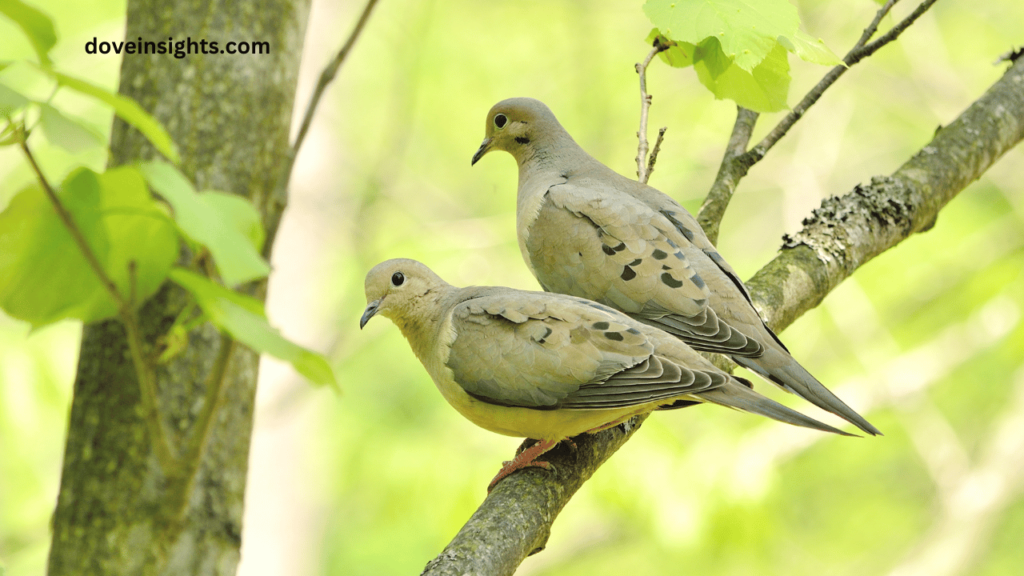 Does australia have mourning doves